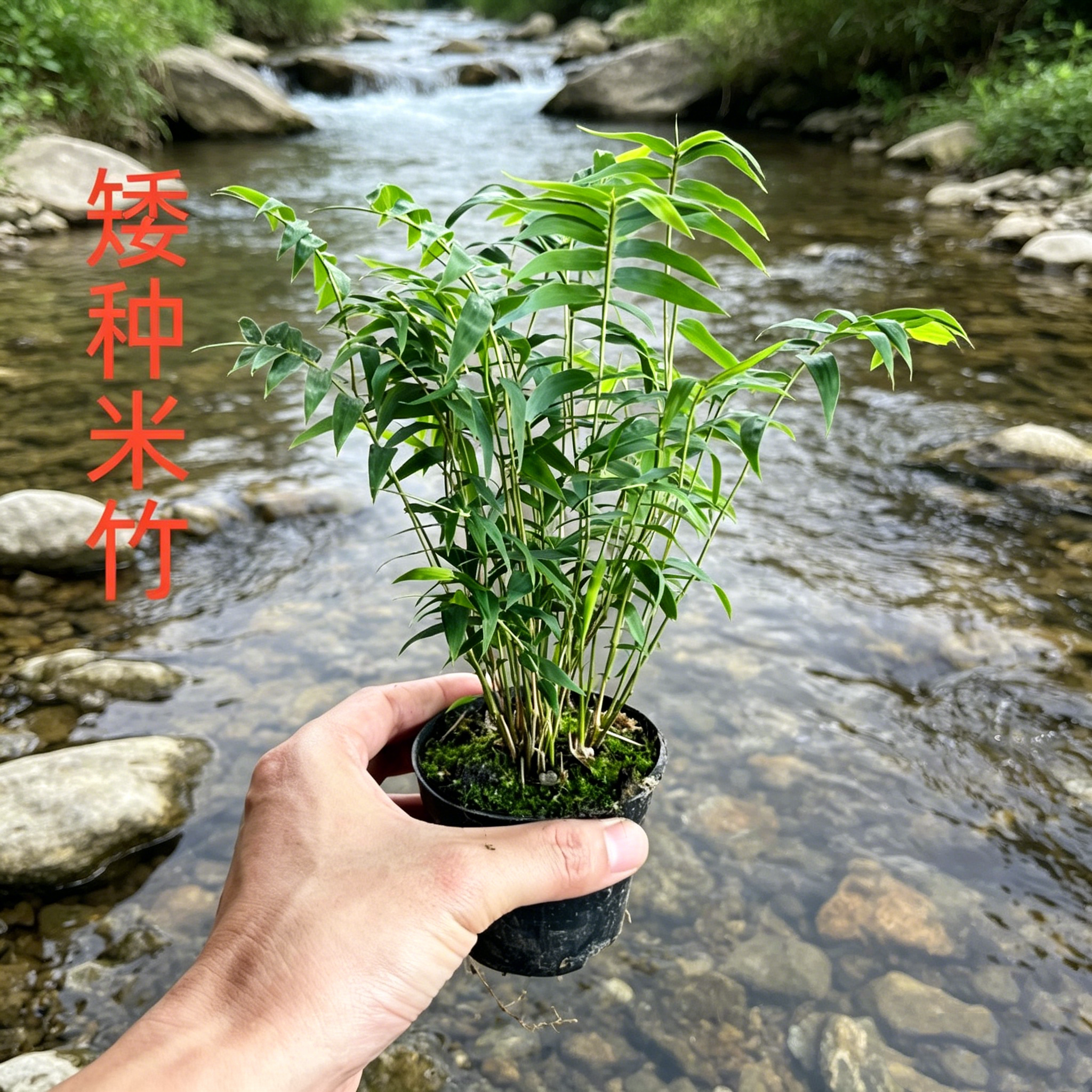 矮种米竹凤尾竹苔藓球水培盆栽室内禅意植物红竹红观音竹微景观