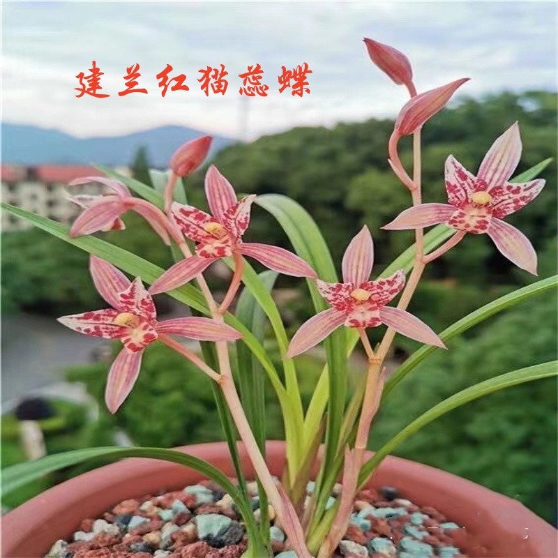 建兰红猫蕊蝶兰花苗室内带花苞