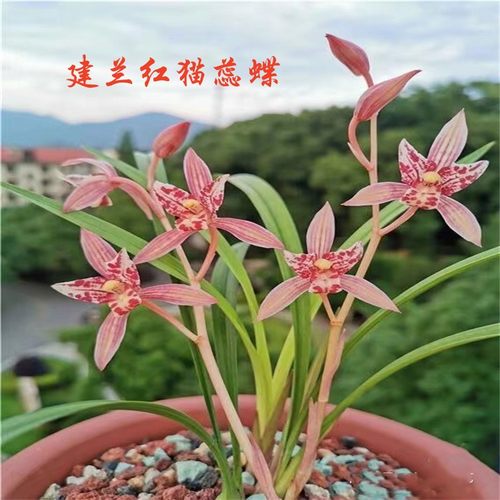 建兰红猫蕊蝶兰花苗室内带花苞