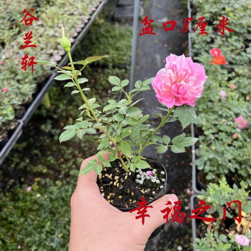 桌面小盆栽超微月季四季开花