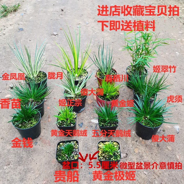 清仓正宗日本稀有金钱贵船苔黄金极姬天鹅绒菖蒲组合龟池水培盆景