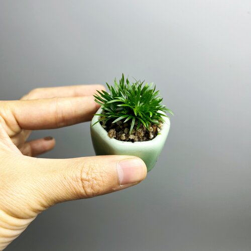 日本微型贵船苔菖蒲草盆景