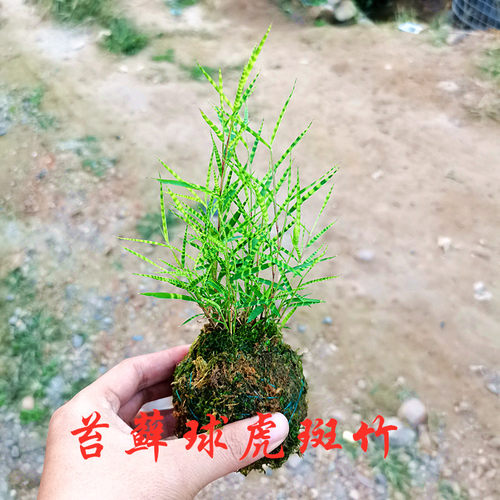 日本稀有虎斑竹姬翠竹小竹子盆栽