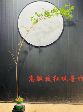 日本红竹红观音竹飘枝苔玉苔藓球水培室内好养造型竹子苗桌摆盆栽