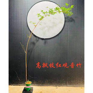 日本红竹红观音竹飘枝苔玉苔藓球水培室内好养造型竹子苗桌摆盆栽