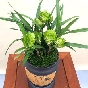 春兰老种铭品多瓣奇花九仙牡丹兰花苗带花苞超浓香型花卉好养绿植