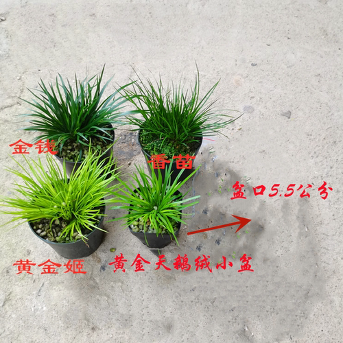 清仓正宗日本黄金姬贵船龙根老桩虎须金钱水培菖蒲草附石造景绿植 - 封面