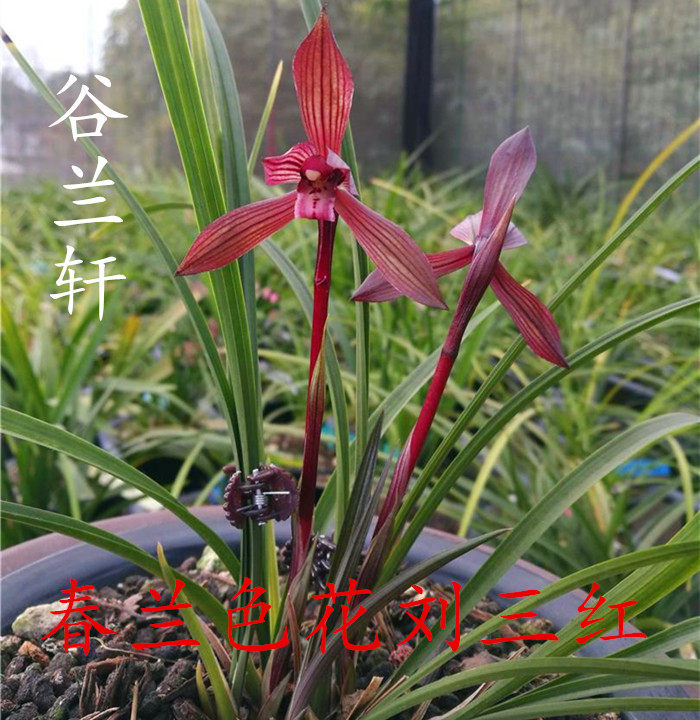 春兰红素铭品刘三红 醉红素 板桥遗墨 兰花苗带花苞室内好养绿植