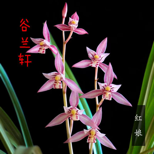红娘兰花苗室内夏秋红花带花苞