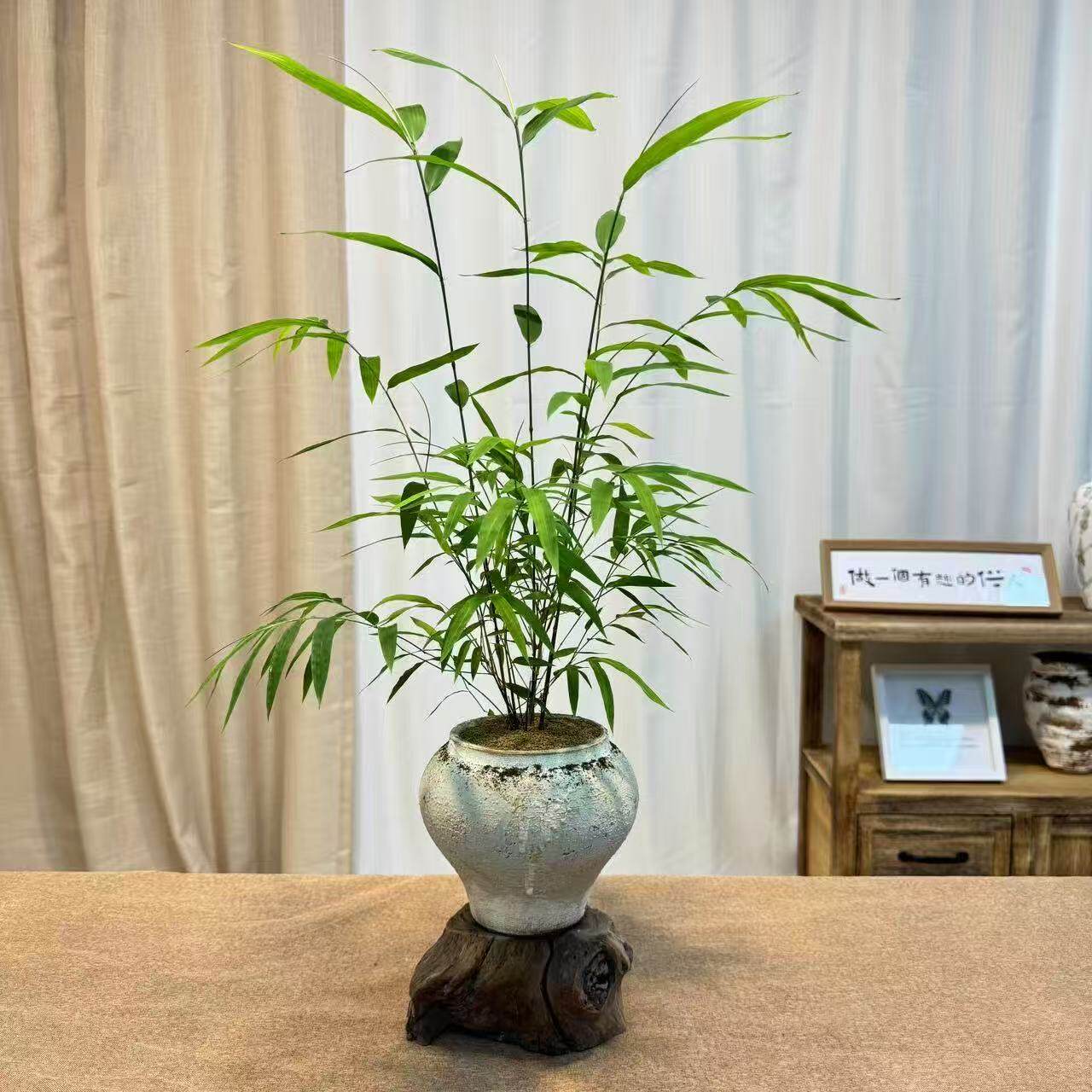 清仓处理精品台湾内门竹室内绿植竹中劳斯莱斯四季常青禅意竹苗