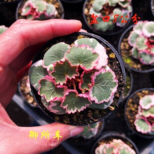 正宗日本山野草御所车七变化虎耳草盆栽姬虎耳室内附石造景绿植