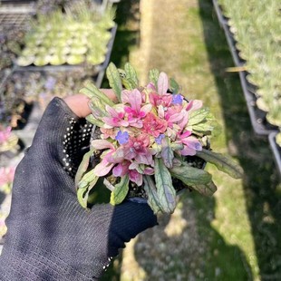 日本姬十二单筋骨草出红锦盆栽春季带花苞耐寒耐热丛生绿化苗草皮