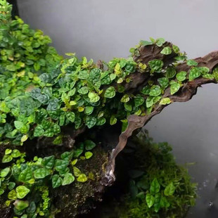 迷你小叶霹雳草爬藤微景观植物吸水石水陆雨林缸水培造景绿植盆栽