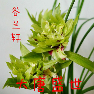 带花苞春兰老种铭品大唐盛世兰花苗浓香型多瓣奇花室内好养盆栽