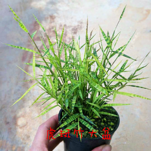 特价日本稀有虎斑竹盆栽姬翠竹澳洲风竹米竹室内小竹子造景绿植