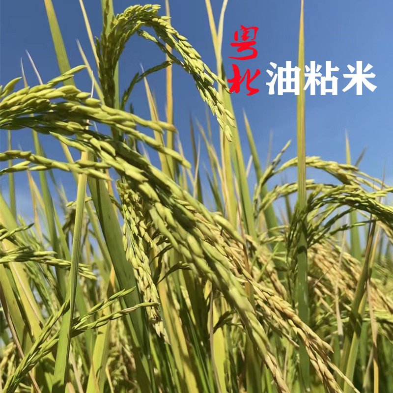50斤新米正宗马坝油粘米粤北特产散装农家米不抛光打蜡软糯香现磨