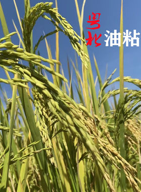 50斤新米正宗马坝油粘米粤北特产散装农家米不抛光打蜡软糯香现磨