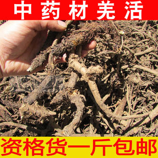 甘孜藏族自治州羌活 蚕羌 川羌 羌活 竹节羌 姜活 250g包邮
