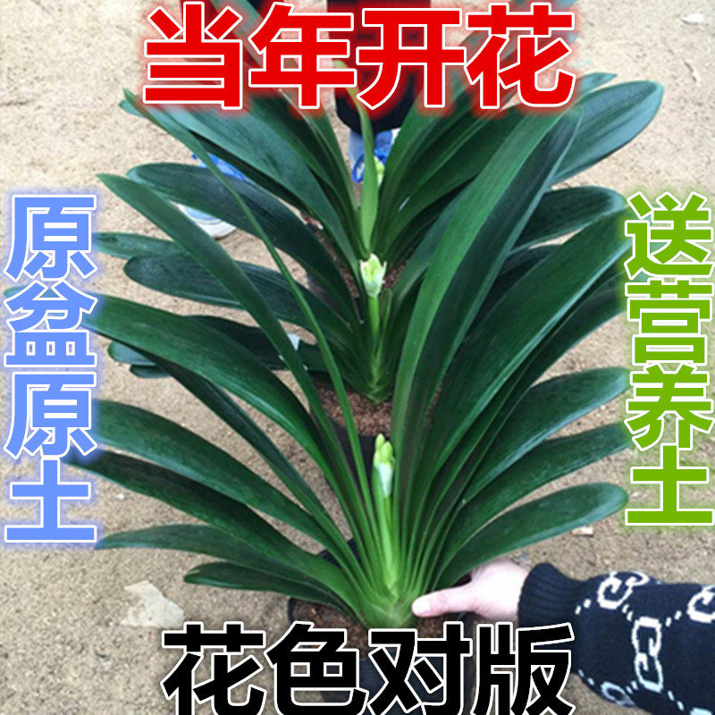 桌面阳台盆栽大花君子兰 圆头和尚短叶品种大小苗当年开花盆景苗