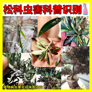 专用杀虫药杀虫剂打虫药除虫药+绿化罗汉松树盆景养护技术咨询