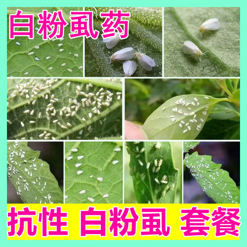 抗性白粉虱小白蛾专用药套餐高效