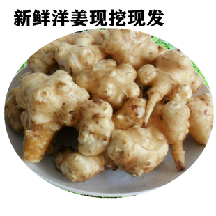 现挖包邮五斤新鲜洋姜鬼子姜姜不辣甜姜菜野生大个洋姜干