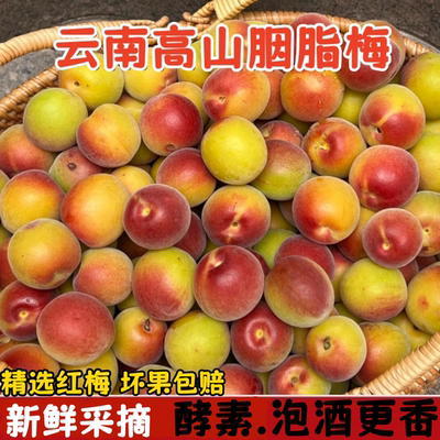 胭脂梅 云南胭脂梅5斤泡酒现摘黄梅高山野生酸梅子新鲜胭脂红梅