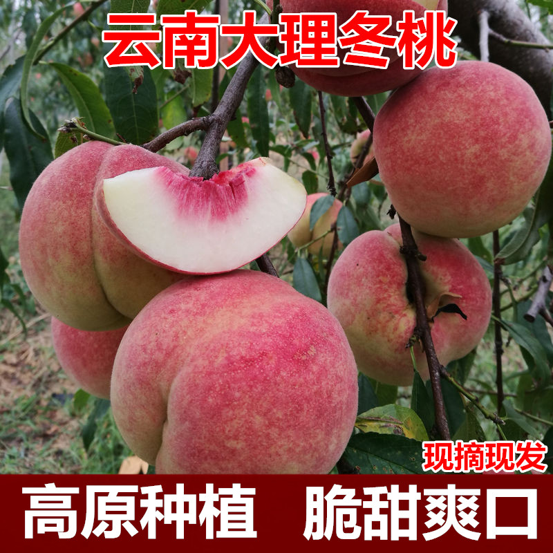顺丰现摘云南大理冬桃5/9斤脆甜毛桃高山桃子整箱孕妇新鲜水果桃
