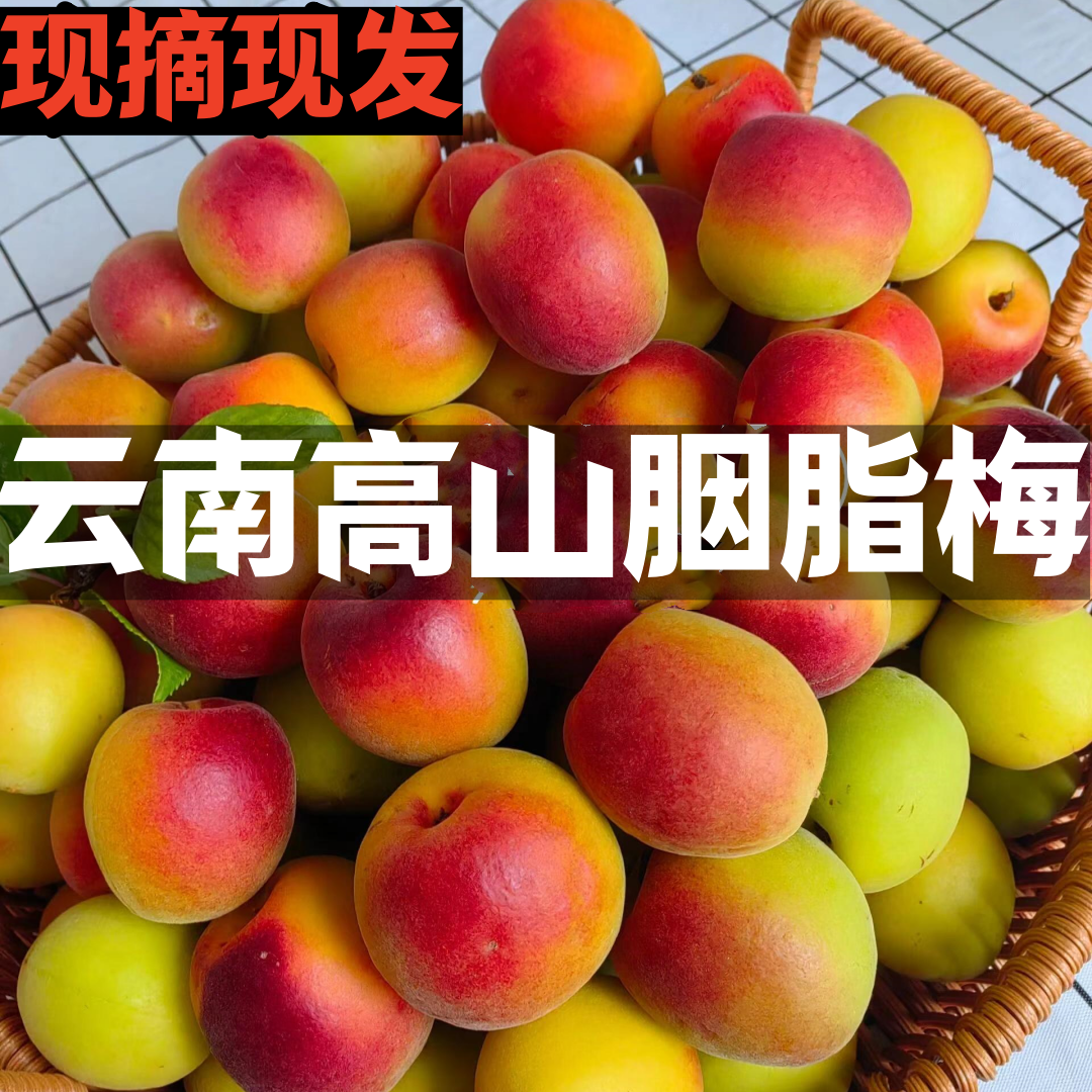 2026云南胭脂梅5斤新鲜野生红梅酸梅子泡酒现摘现发高山胭脂红梅