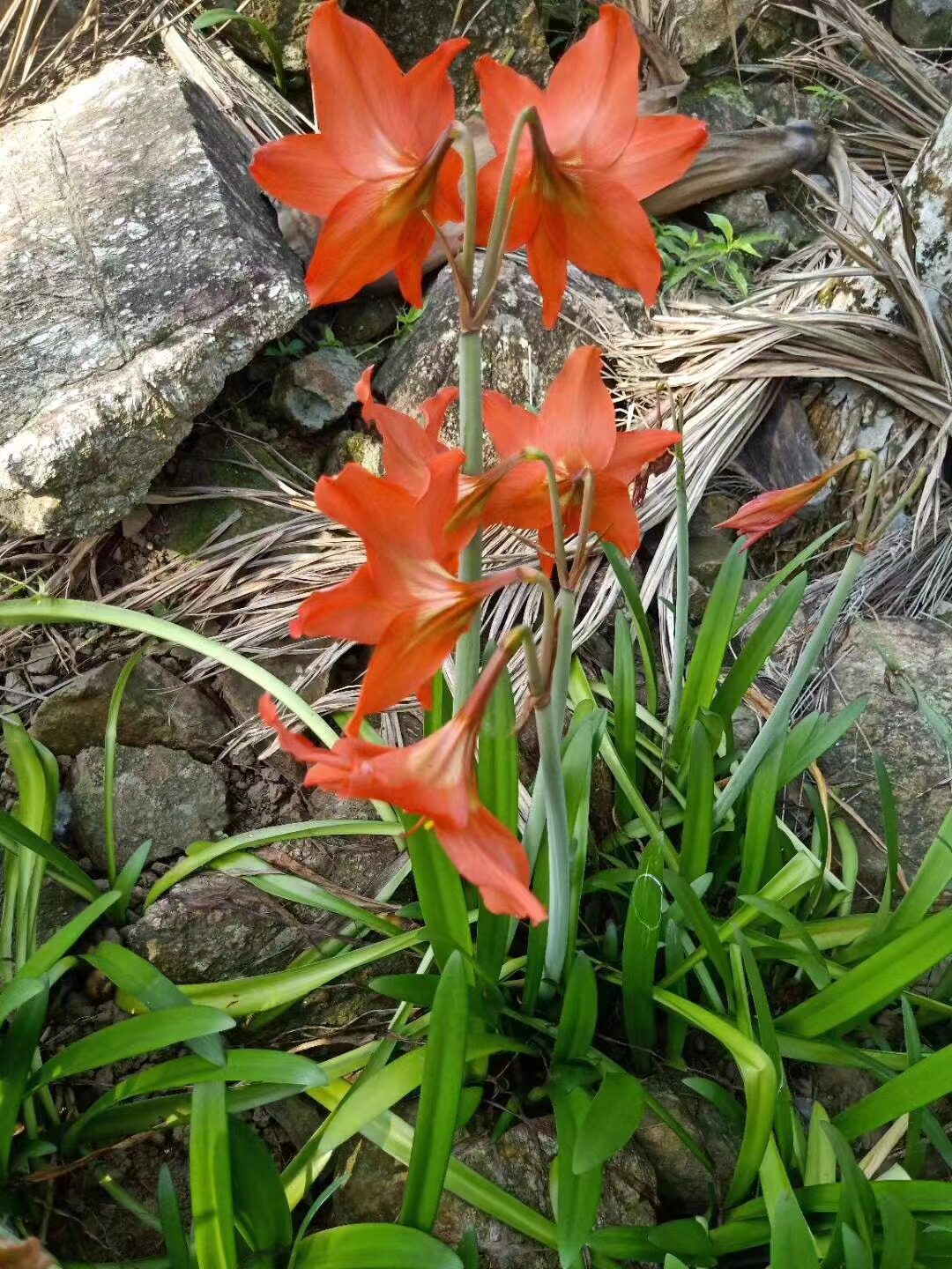 朱顶红海南小粉红普宁森种球1斤28元橙红并蒂单瓣开花球对版包邮