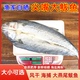 日照 新鲜野生燕尾鲅鱼风干腌制半干新鲜马鲛鱼干 鲅鱼干5斤