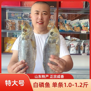 正宗山东特产咸白磷鱼 特大单条1斤-1.2斤 新鲜咸鰳鱼霉力鱼咸鱼