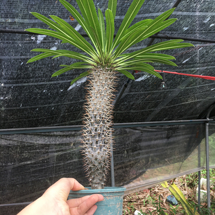 非洲霸王树盆栽造景室内外庭院大型多肉耐旱喜阳好养沙生棒棰树花