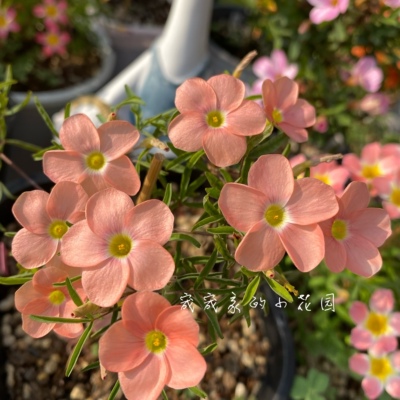 5月发货 早花品种 西柚 Oxalis Grapefruit 多年生秋植酢浆草