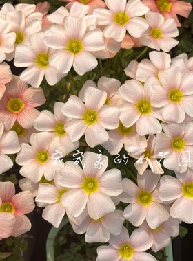 Oxalis obtusa Feather 羽毛 多年生秋植酢浆草球根