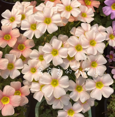 Oxalis obtusa Feather 羽毛 多年生秋植酢浆草球根