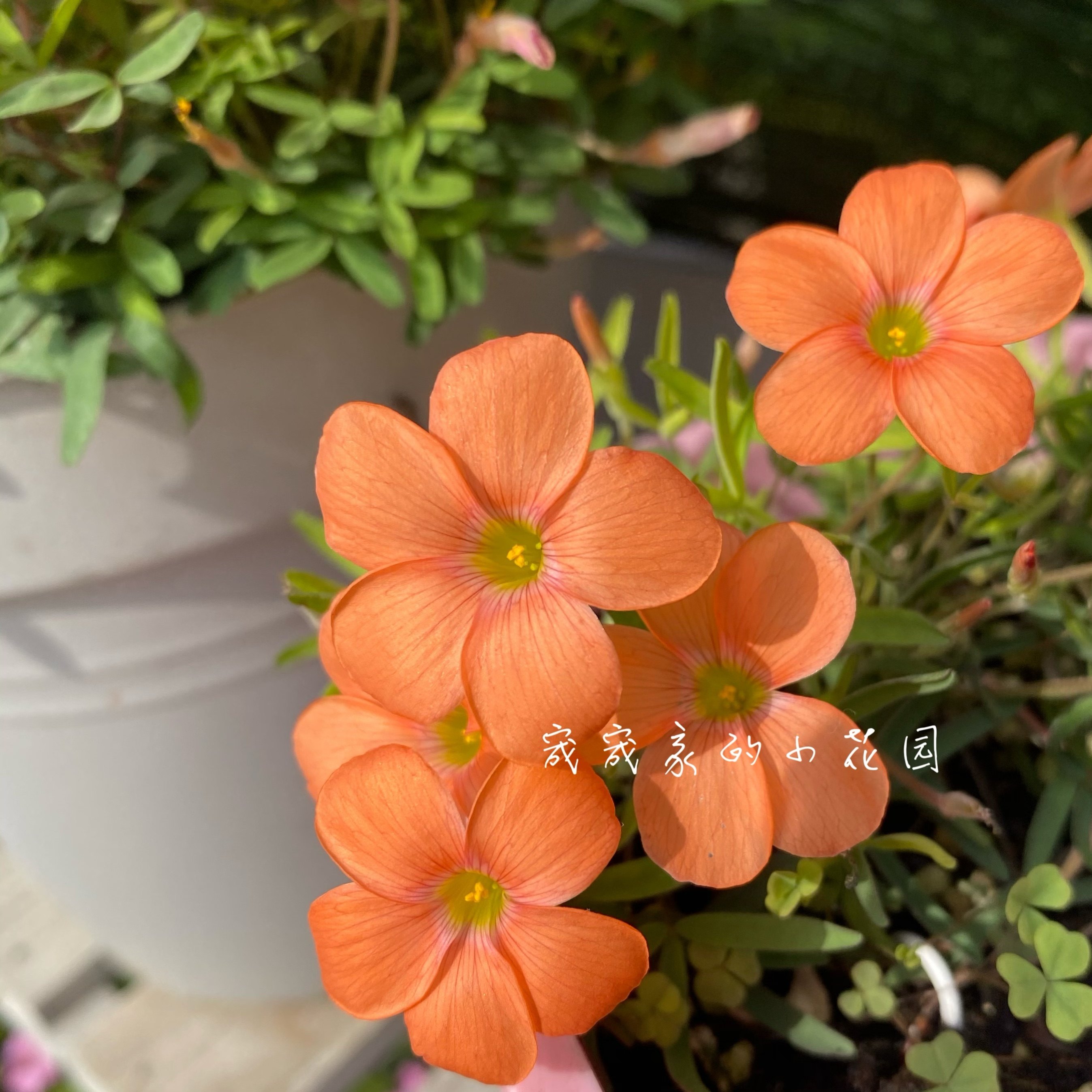 秋植酢浆三叶草早花橘子皮 多年生球根植物