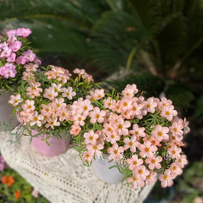 早花酢浆草日珥 Oxalis 'Prominence' 多年生秋植酢浆草