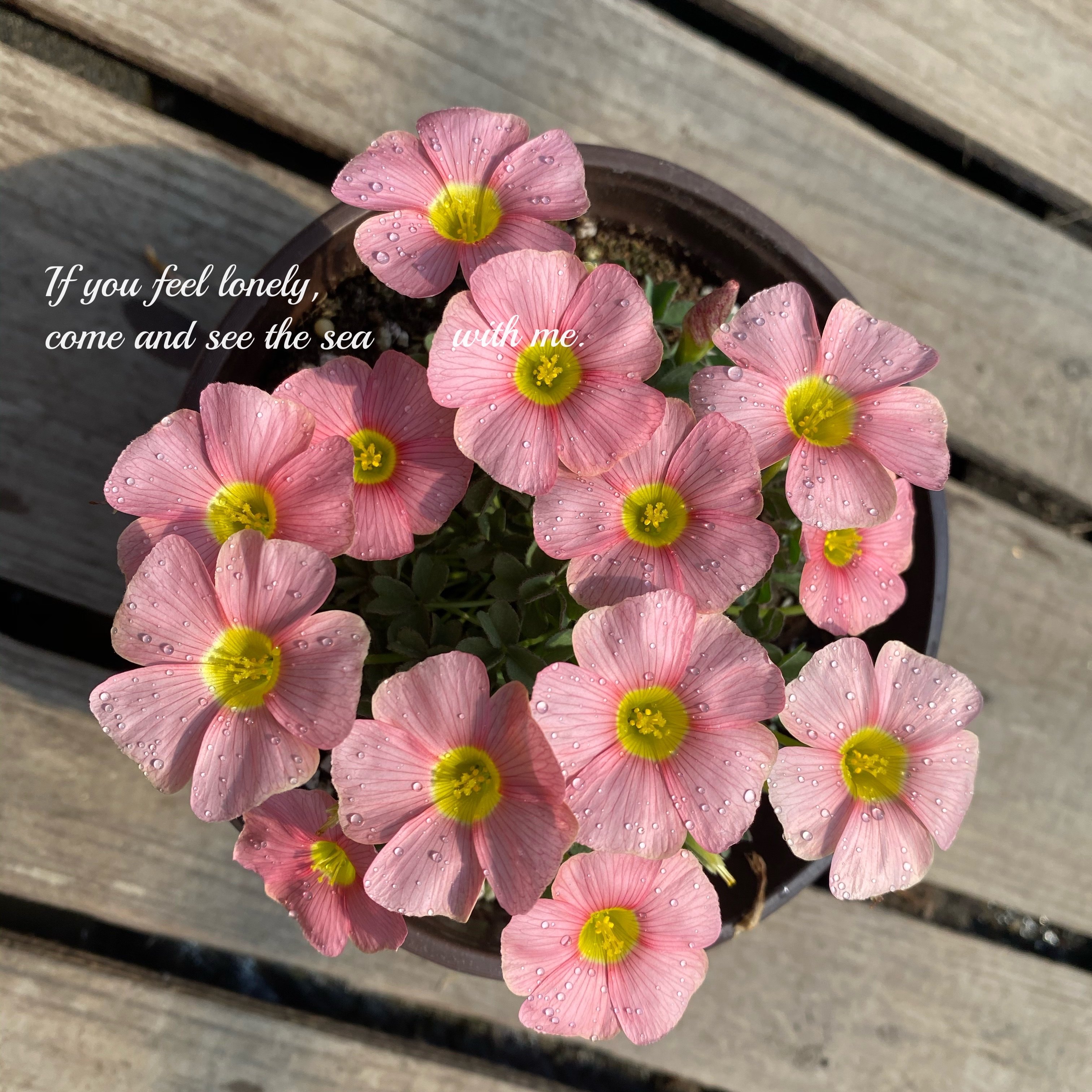 樱花果冻 oxalis obtusa sakura jelly多年生秋植酢浆草