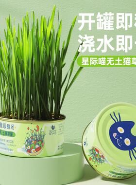 grass for Cat snacks and canned cat grass猫草种子盆栽小麦草