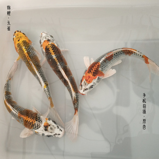 长彦锦鲤孔雀鱼小金鱼活鱼淡水冷水招财鱼好养耐活多色风水观赏鱼