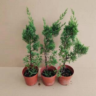 原生济州真柏盆景素材苗扦插冀州真柏树苗树状盆景苗