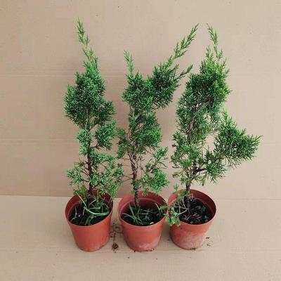 原生济州真柏盆景素材苗扦插冀州真柏树苗树状盆景苗