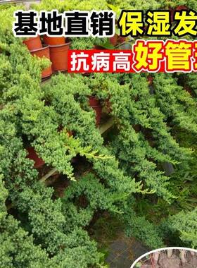 正宗新西兰珍珠柏 微型盆景 造型素材小苗四季常青不落叶耐寒植物