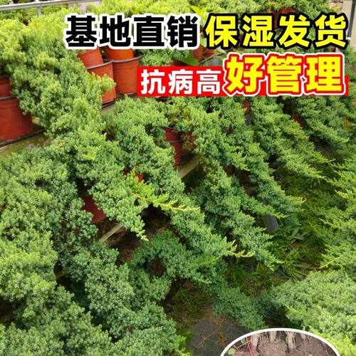 正宗新西兰珍珠柏 微型盆景 造型素材小苗四季常青不落叶耐寒植物