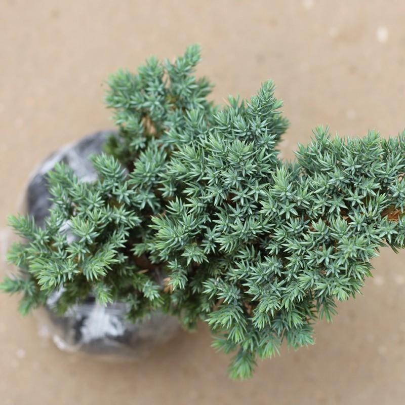 微型柏树日本新西兰珍珠地柏盆景造型素材苗掌上珍珠柏盆栽