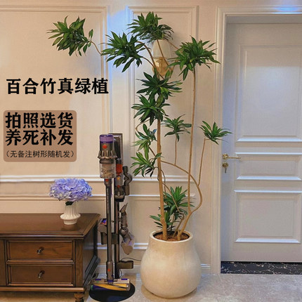 百合竹客厅绿植大型室内真植物老桩龙血树办公室金心竹高级感盆栽