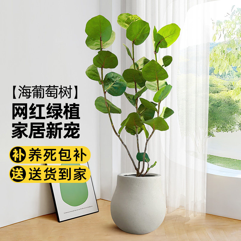 海葡萄绿植室内大型盆栽图片
