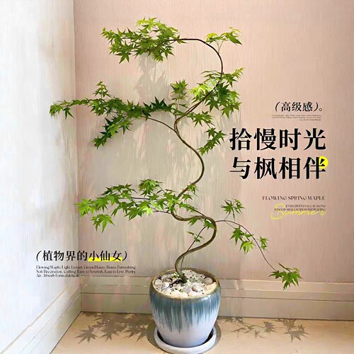 流泉枫造型盆栽~在线拍照选货