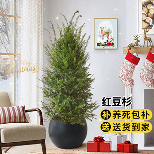 红豆杉树苗盆栽带果发室内客厅净化空气植物花卉绿植耐寒常青盆景